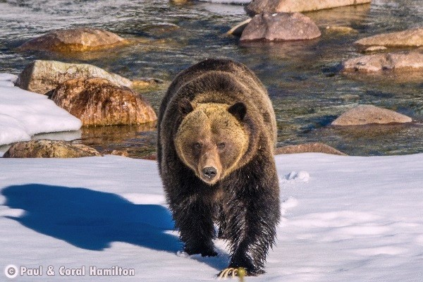 Jasper Wildlife During March
